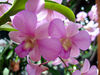 orchid-01.jpg