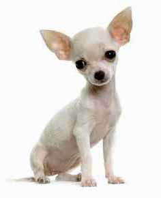 chihuahua_edited-1