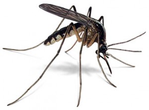 mosquito1