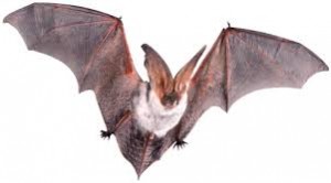 bat